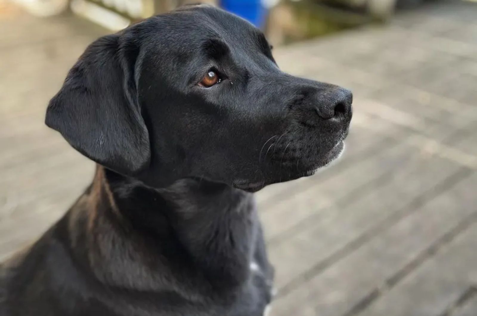 black mixed dog