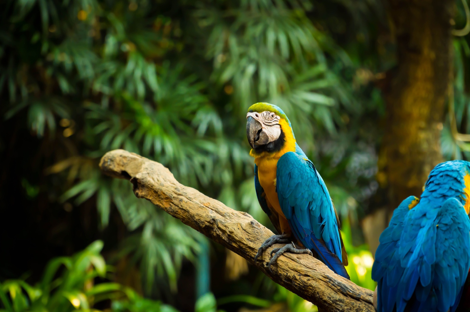 blue macaw