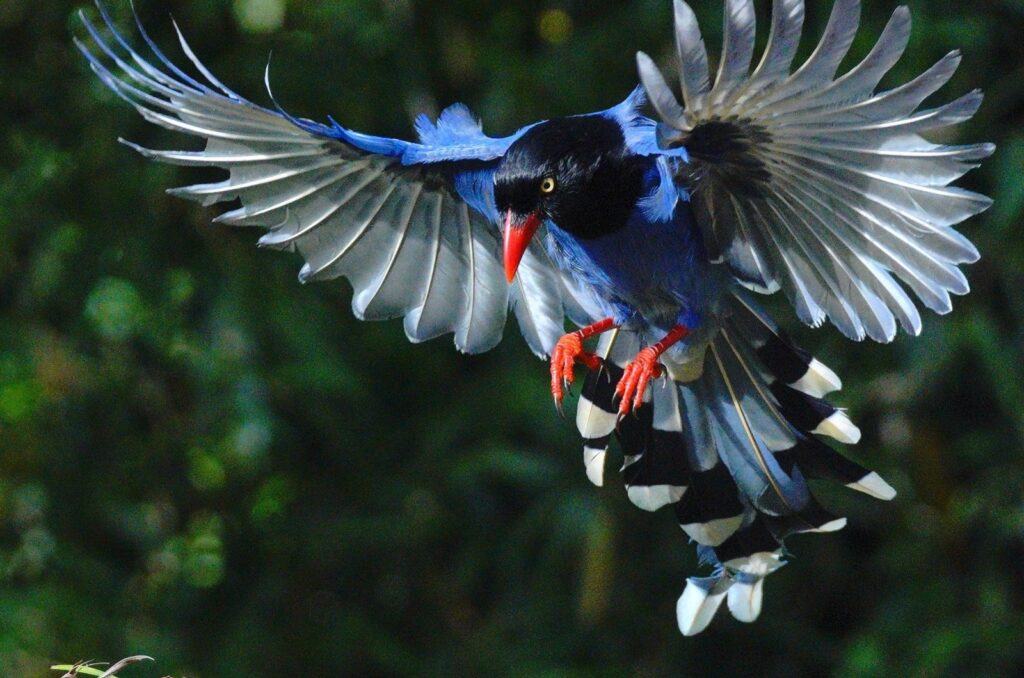 blue magpie