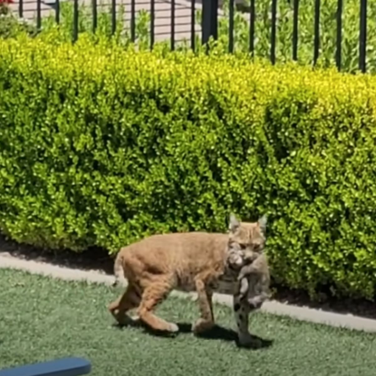 bobcat in the yard