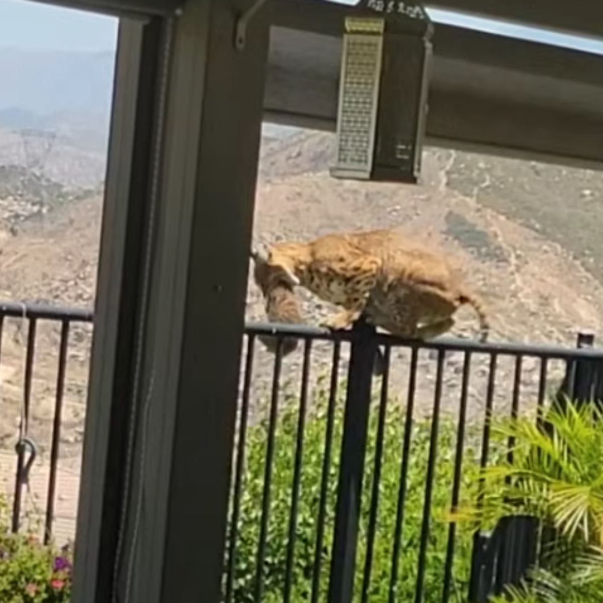 bobcat on the fence