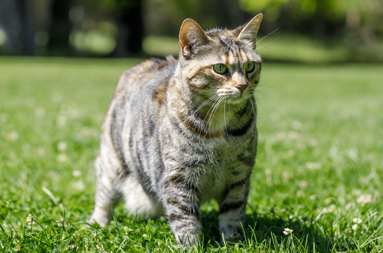 bobtail cat