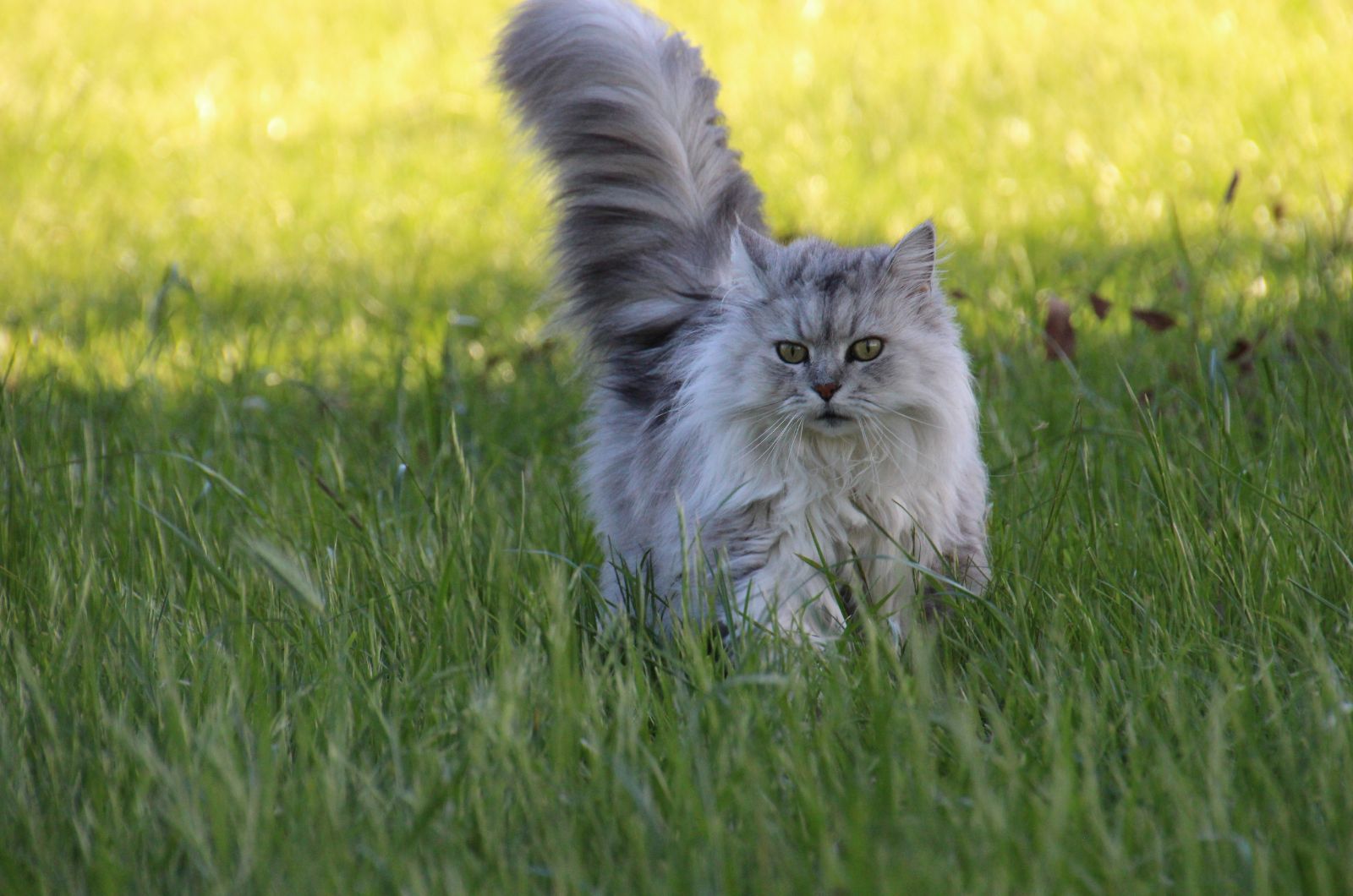 british longhair