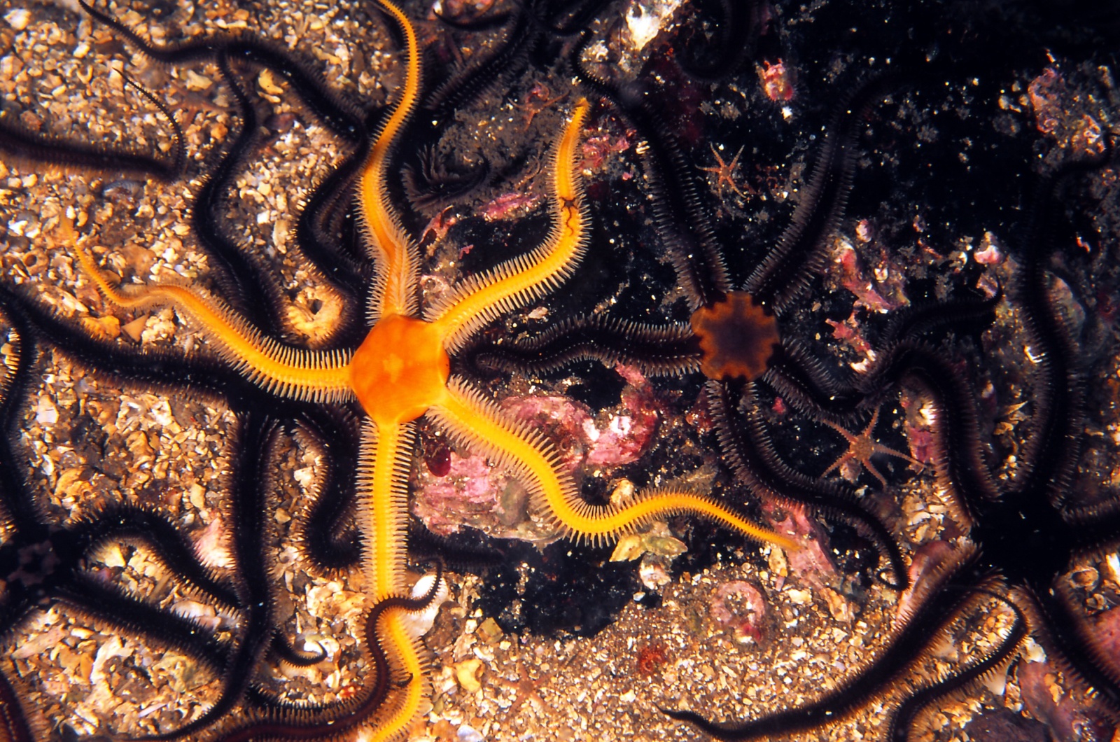 brittle stars