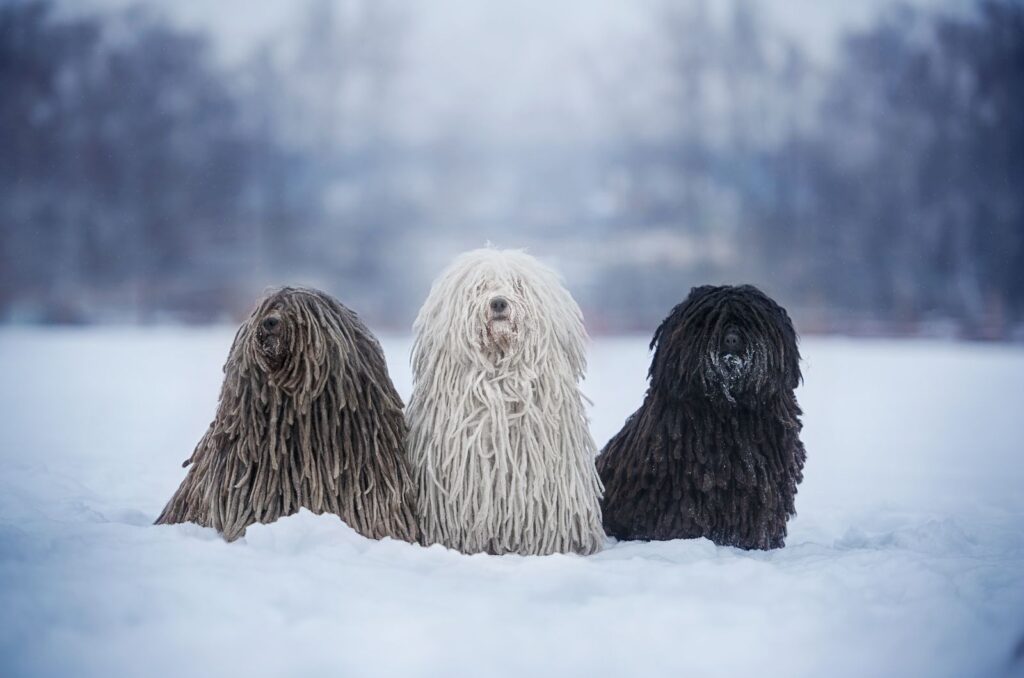 brown black and white dog in the snow