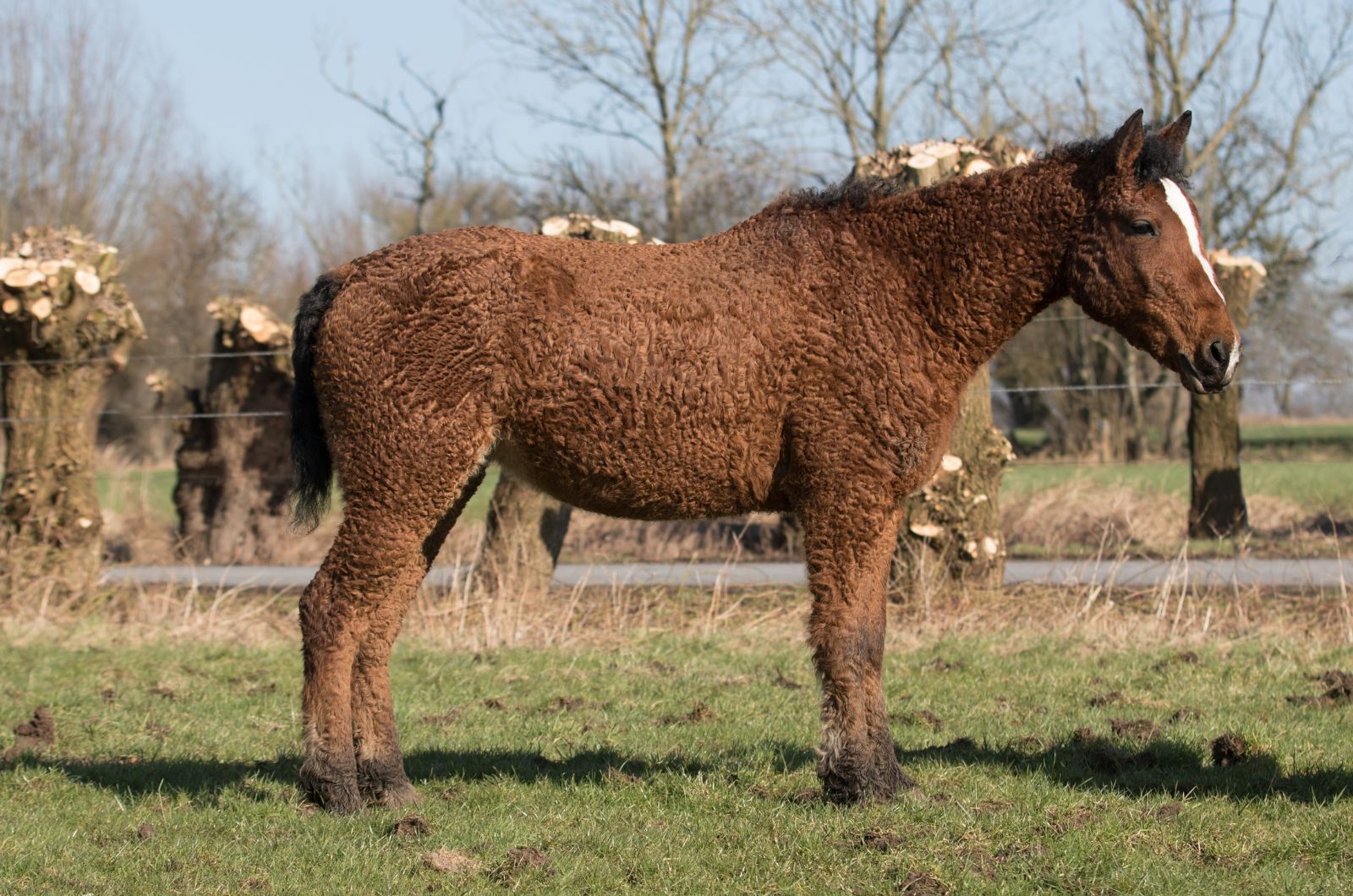 brown horse standing outdoor