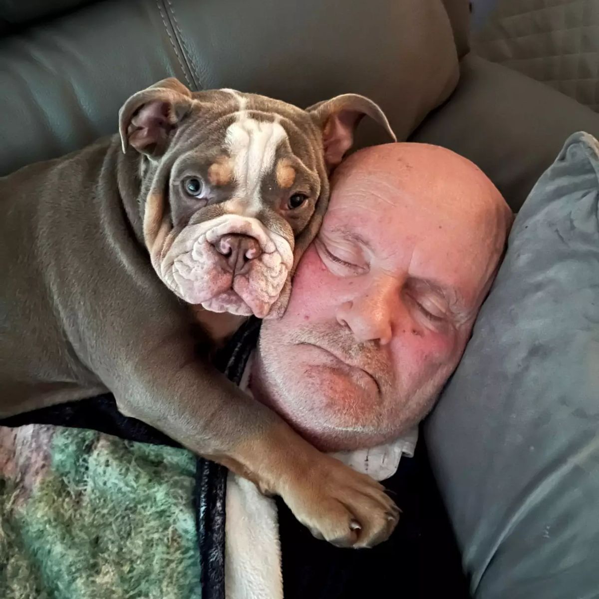 bulldog hugging sleeping man