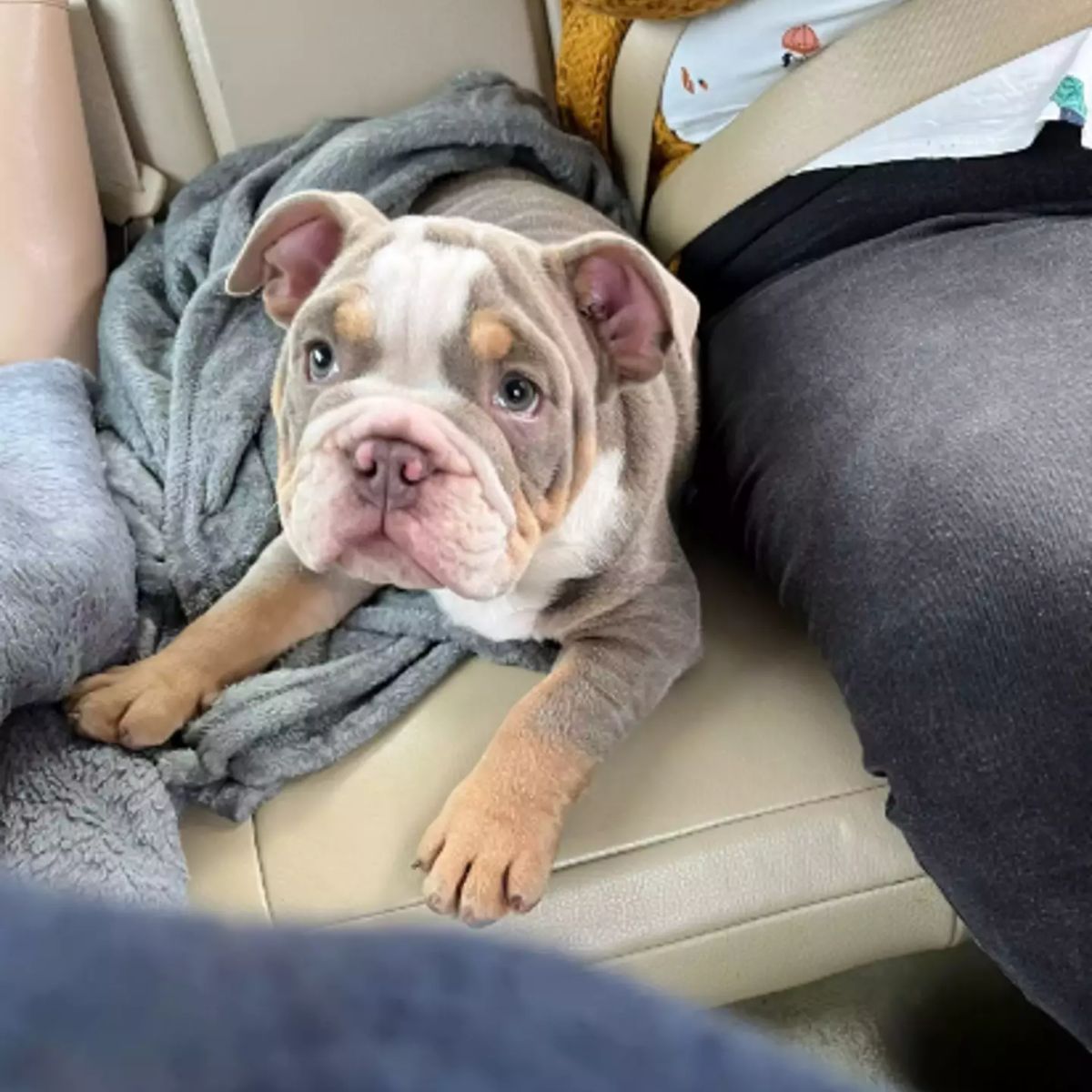 bulldog lying on the car seat