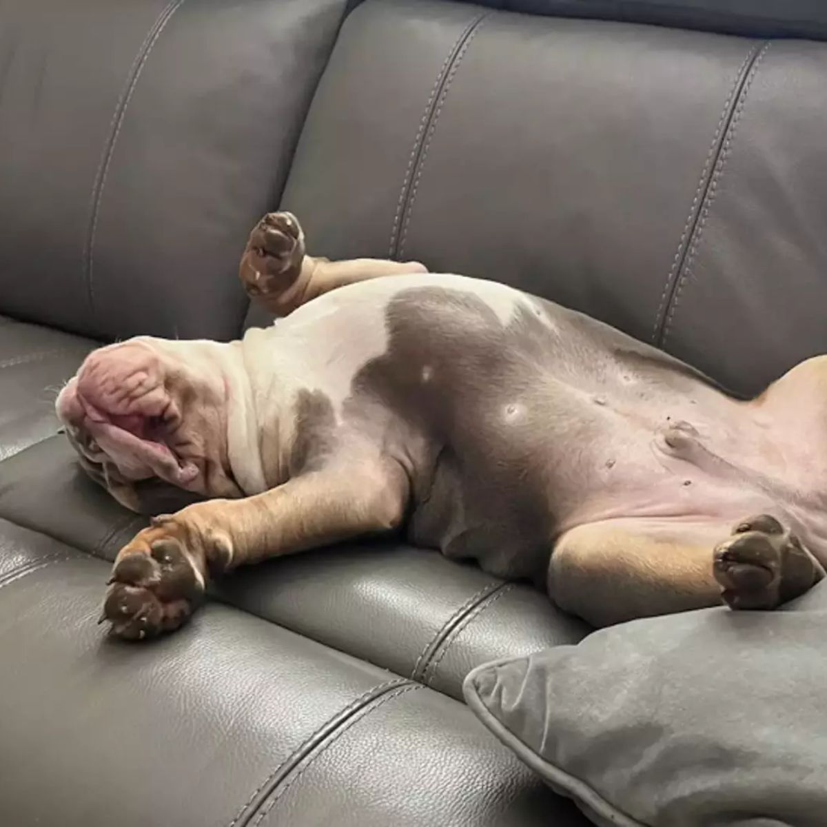 bulldog sleeping on his back