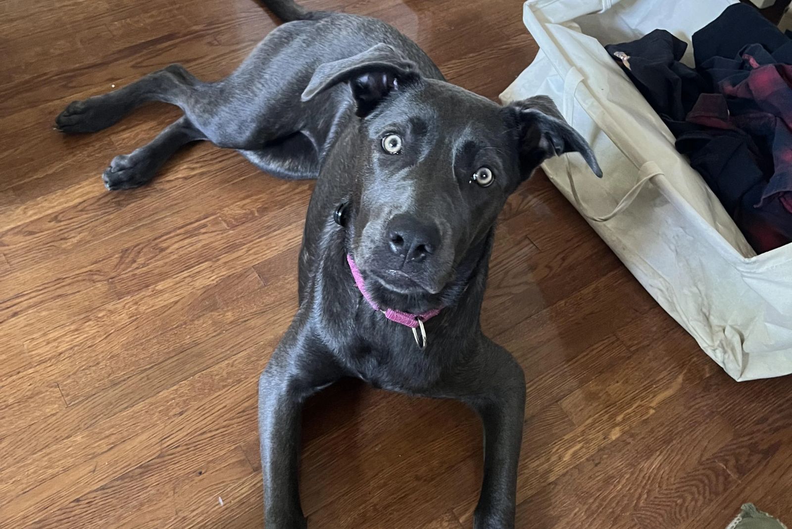 cane corso malinois hybrid