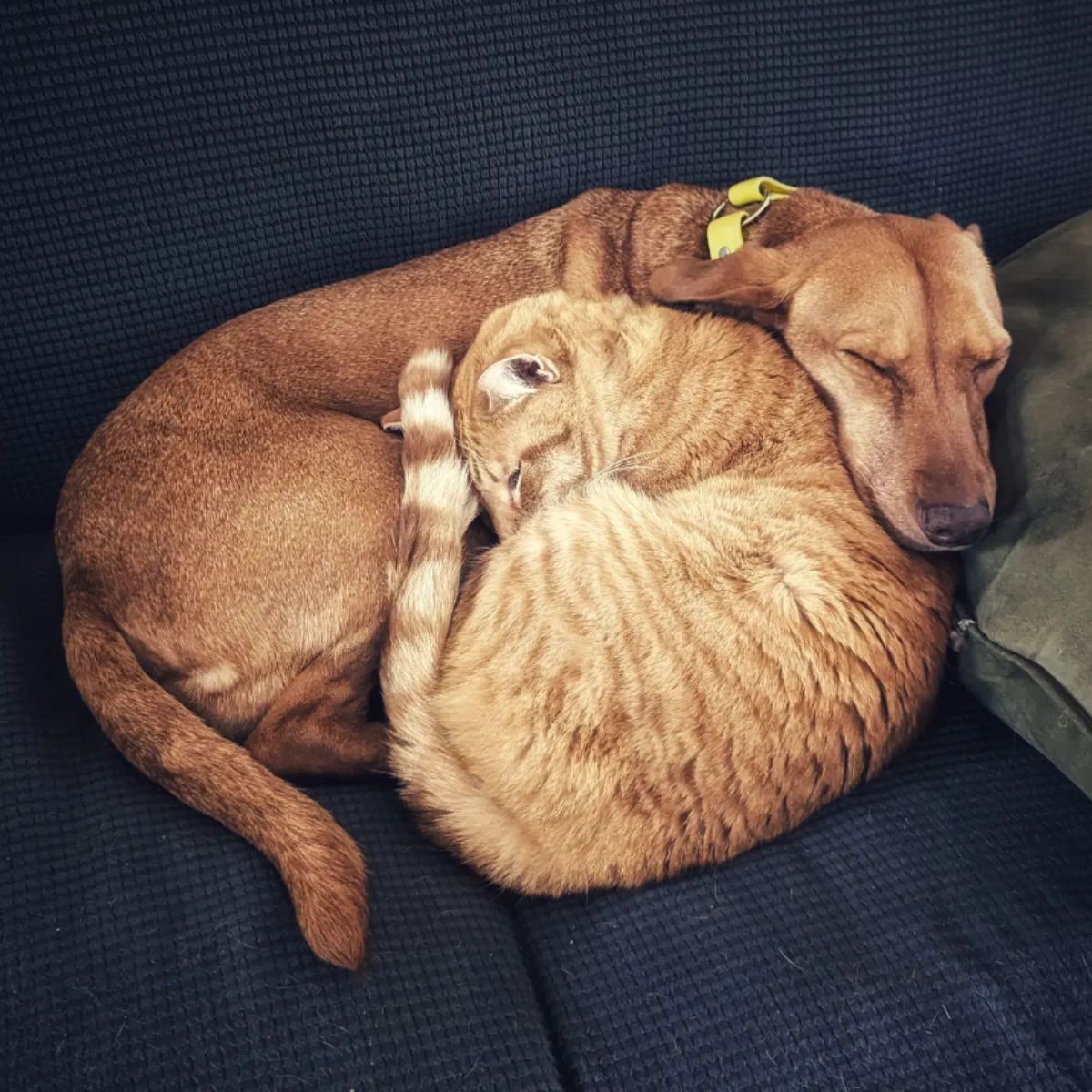 cat and dog cuddling