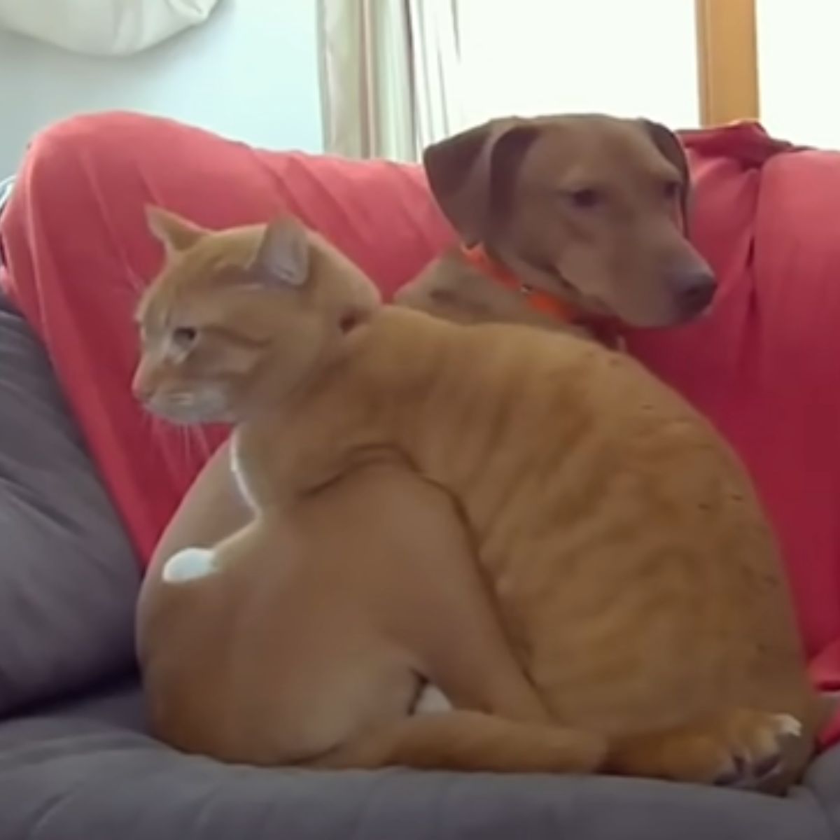 cat and dog sitting together