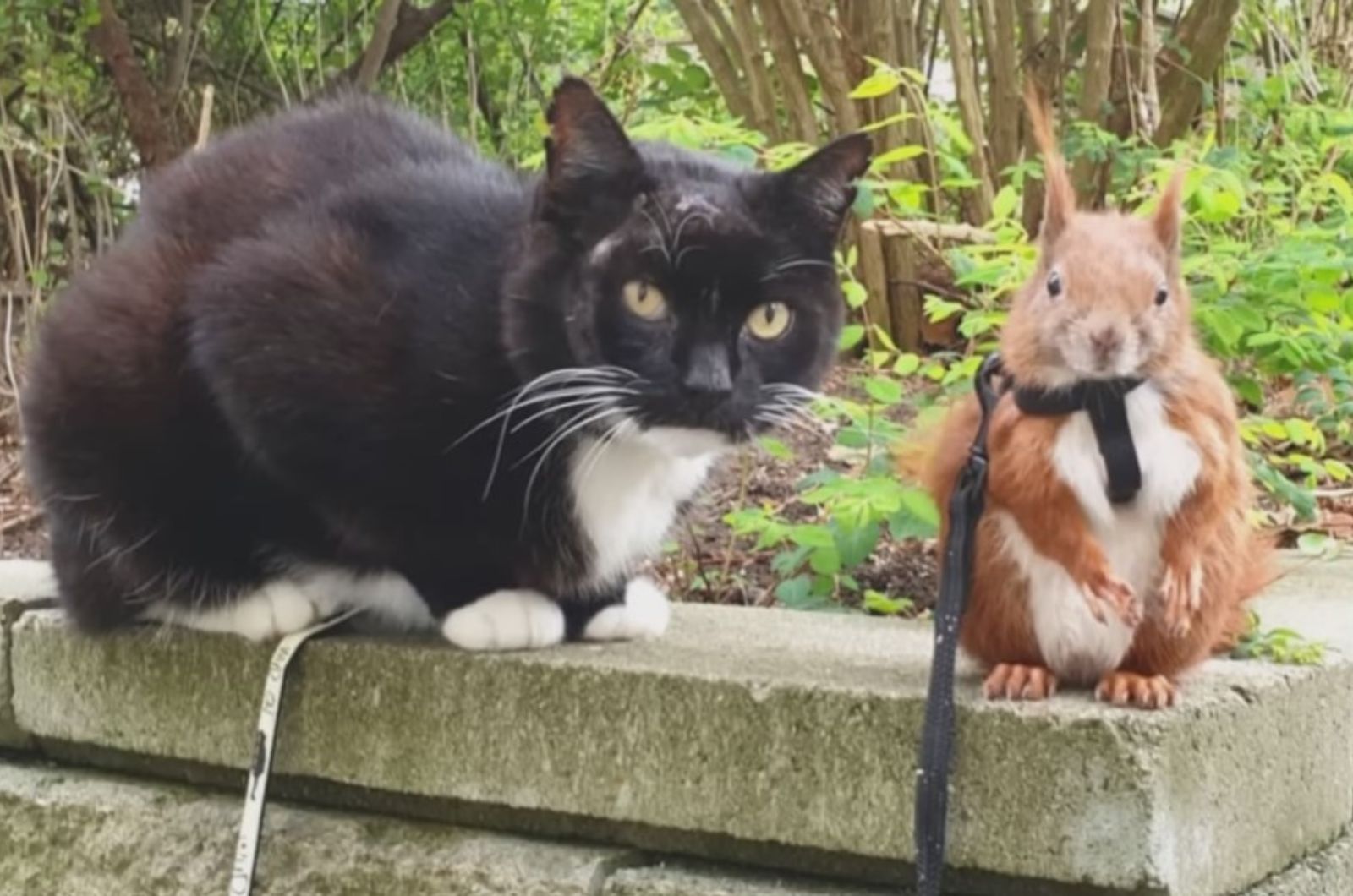 cat and squirrel outdoors