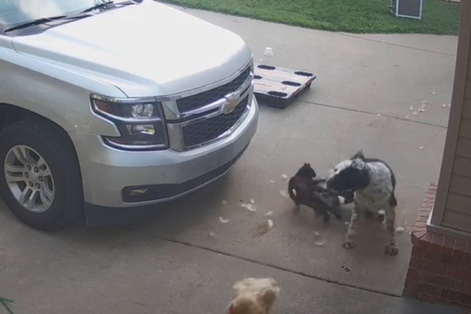 cat disturbed dog to leave a chicken