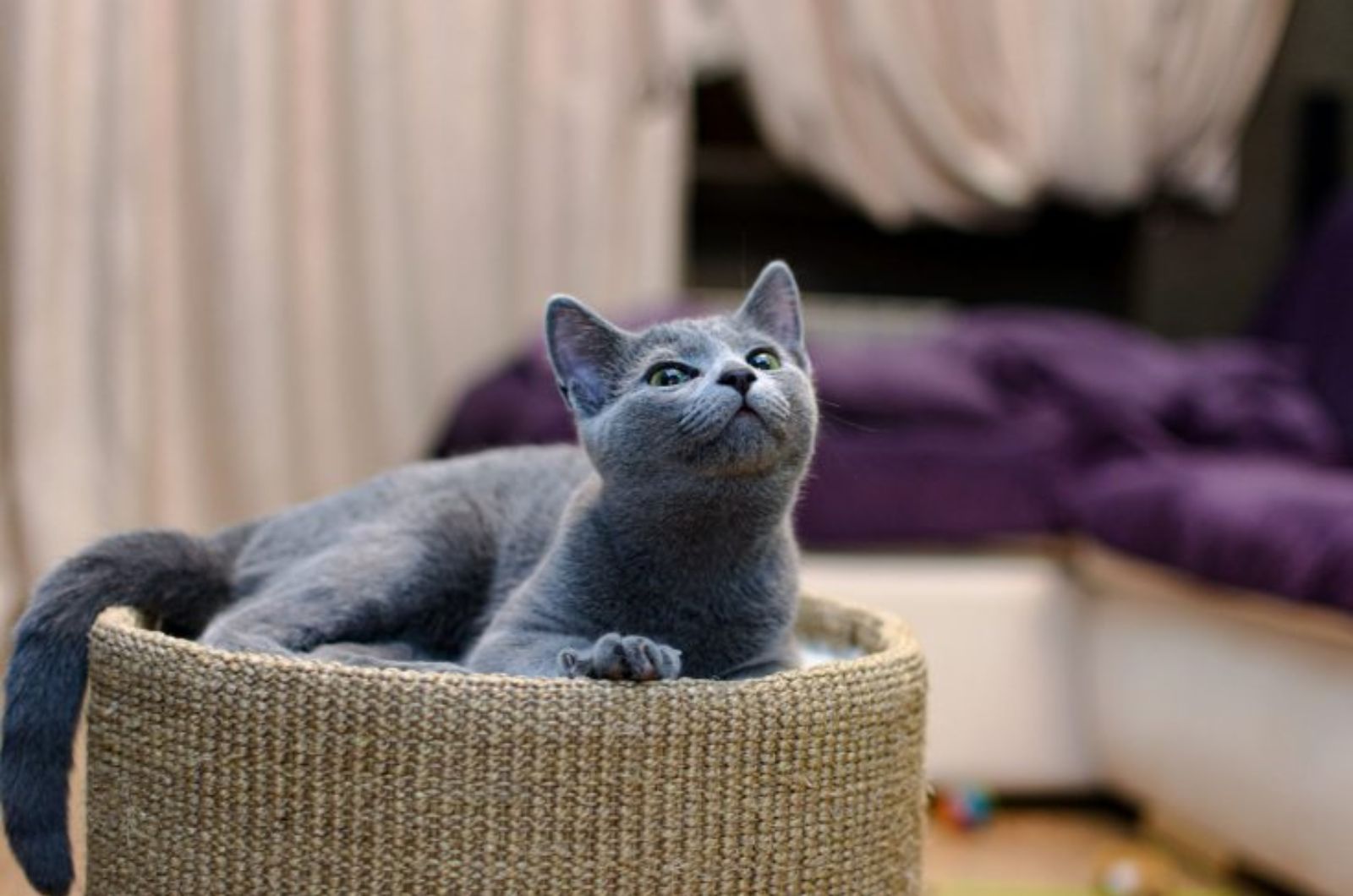 cat in a basket