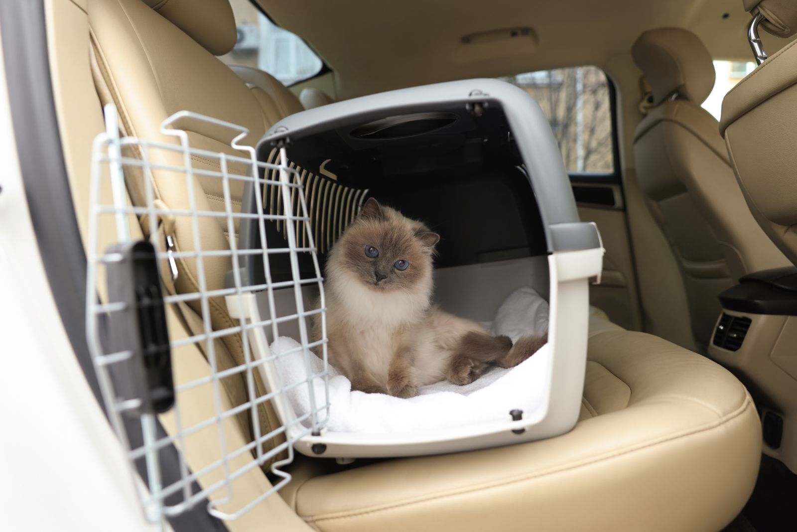 cat in crate