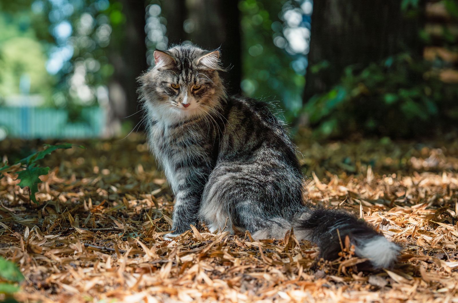 cat in forest