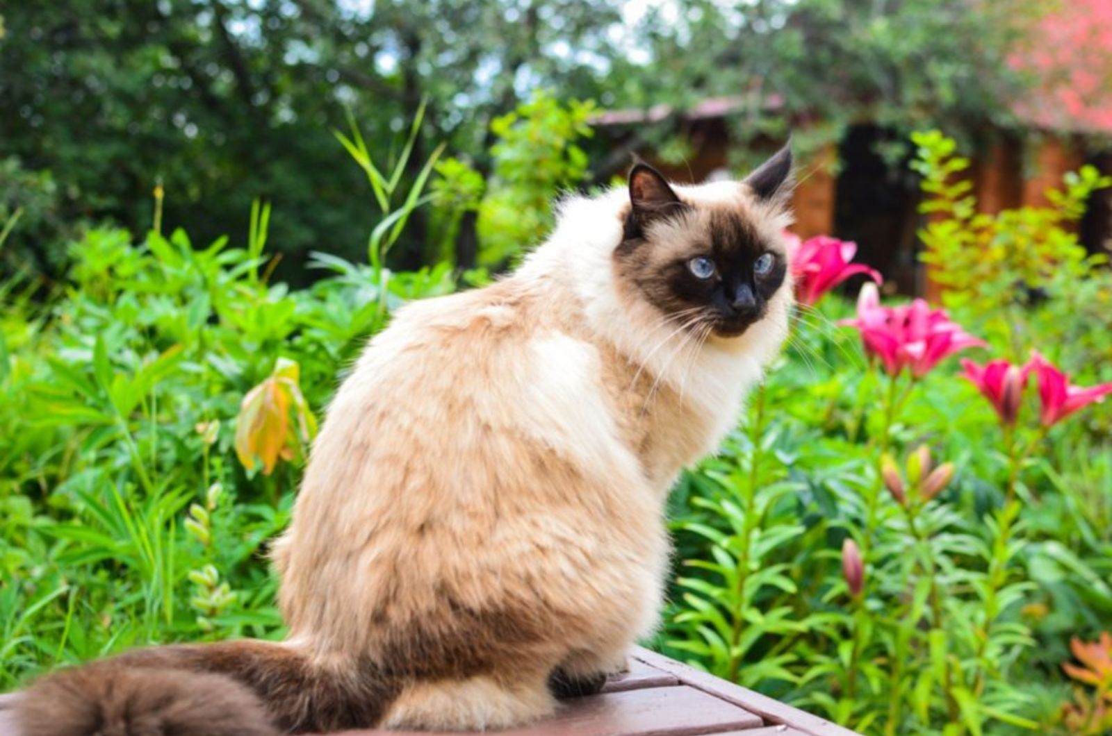 cat in garden