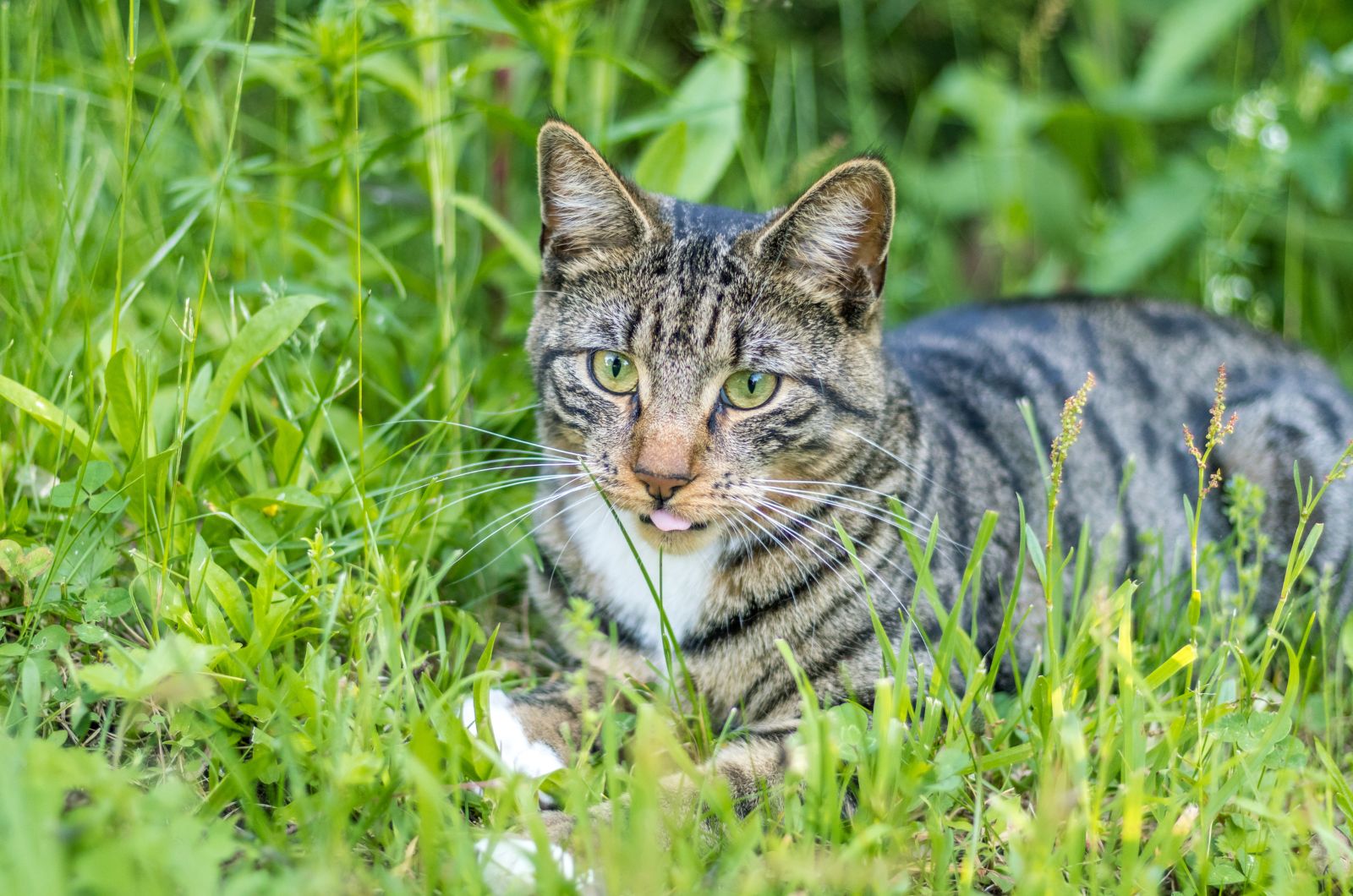 cat in grass