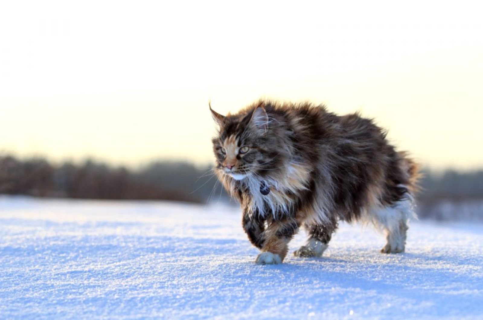 cat in snow