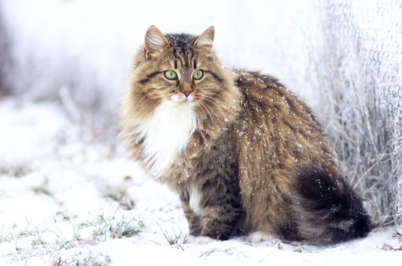 cat in snow