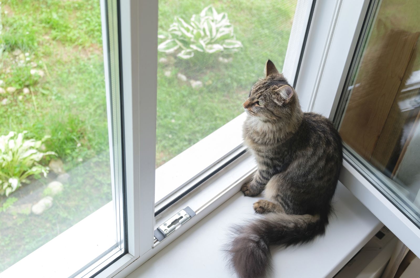 cat looking out of window