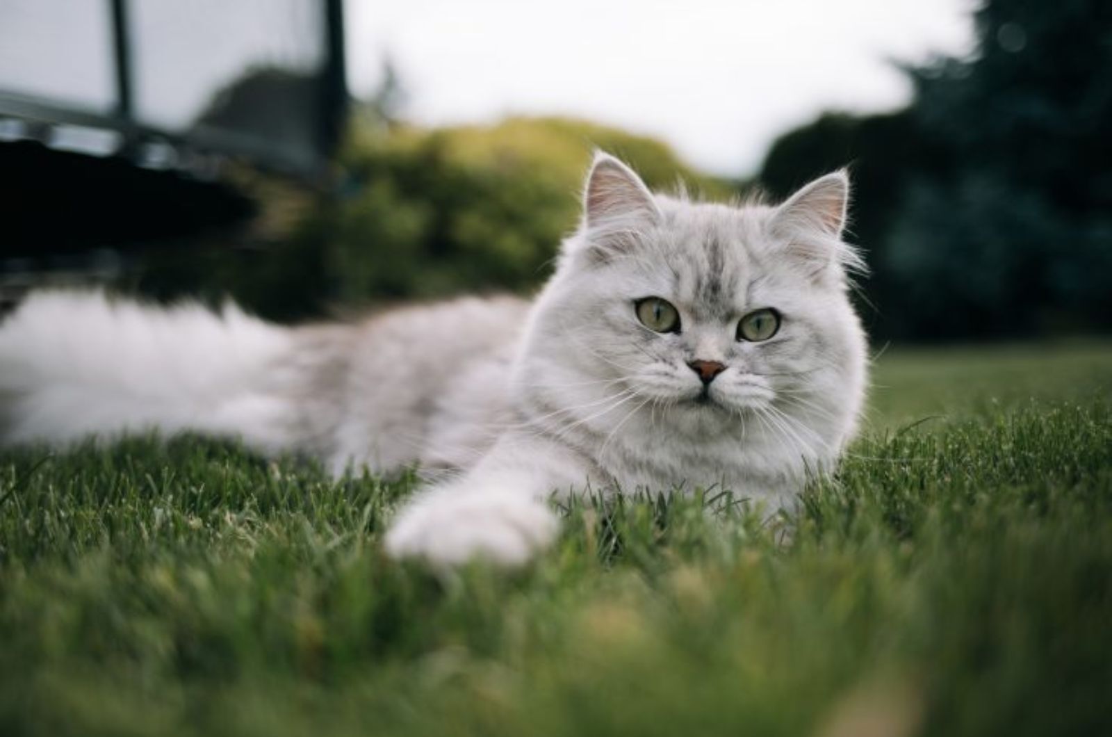 cat lying in grass