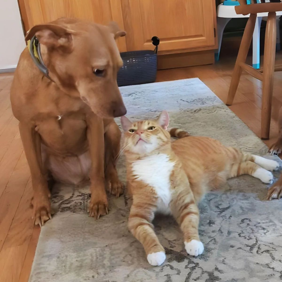 cat lying next to a dog