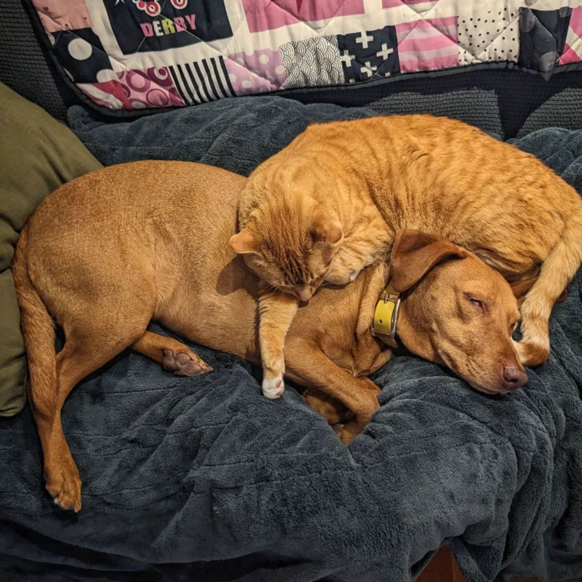 cat lying on a dog