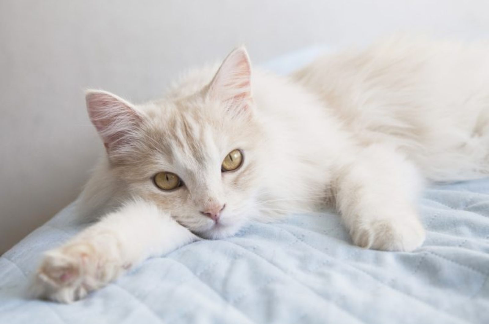 cat lying on bed