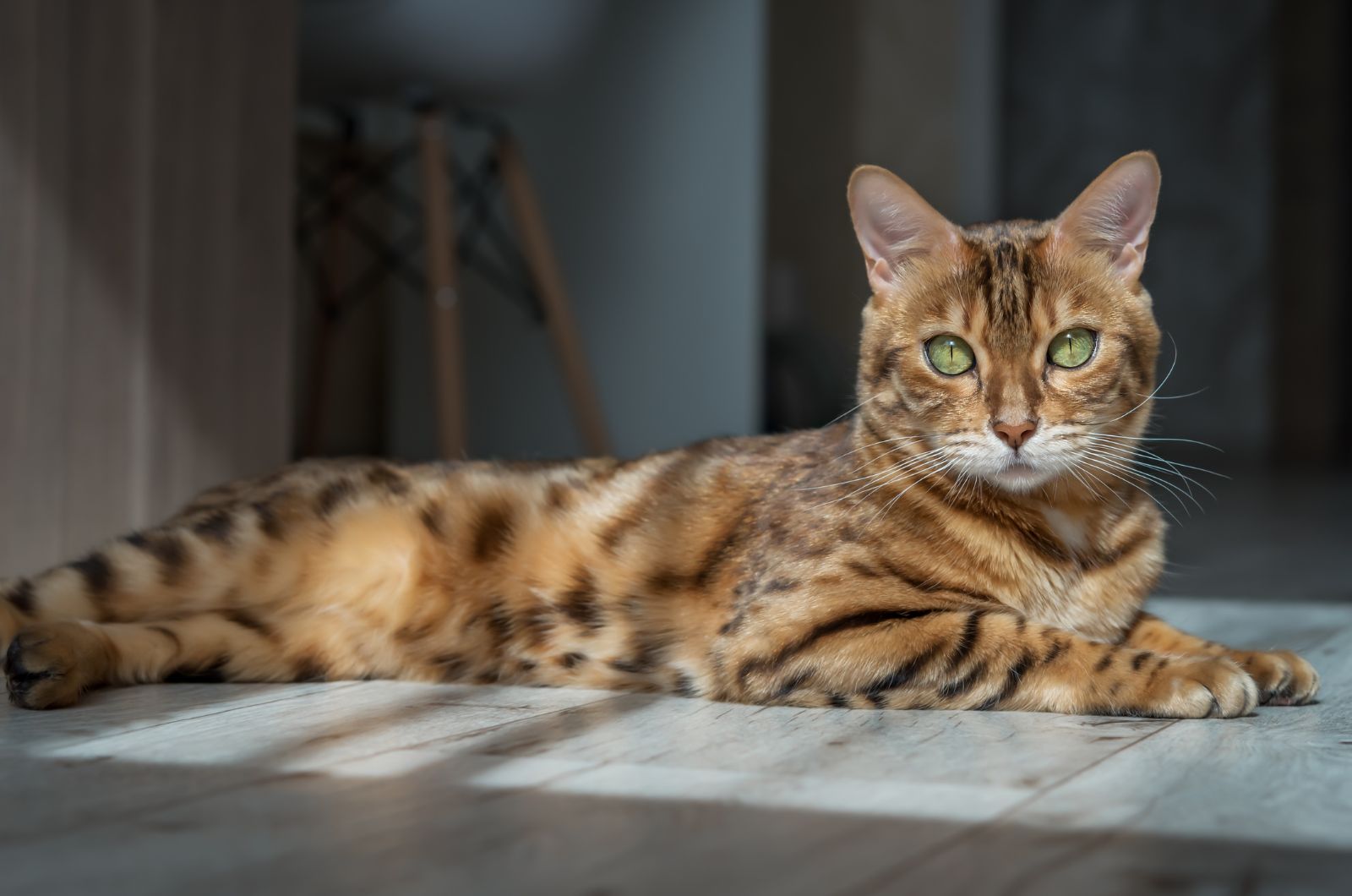 cat lying on floor