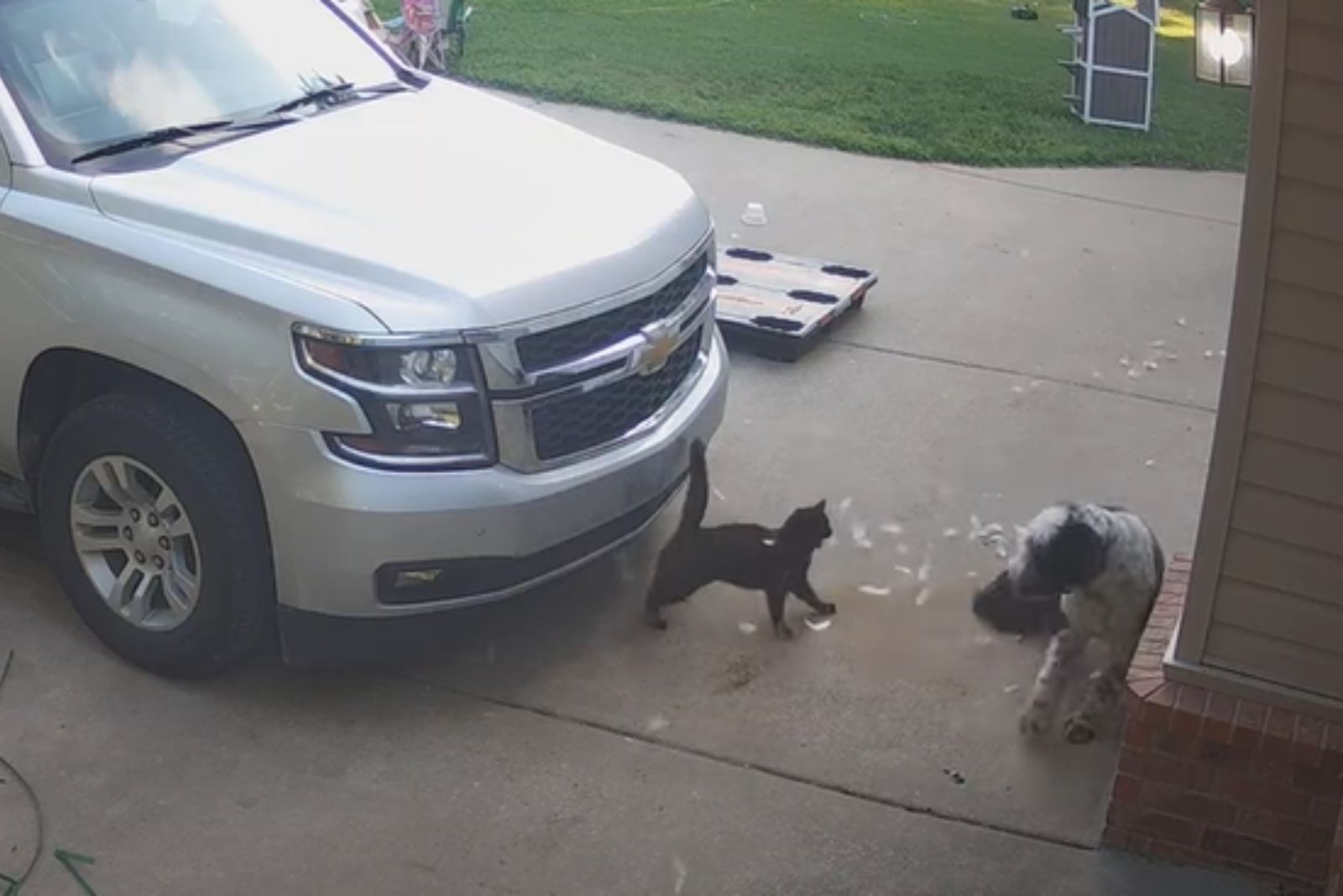 cat meowing on dog