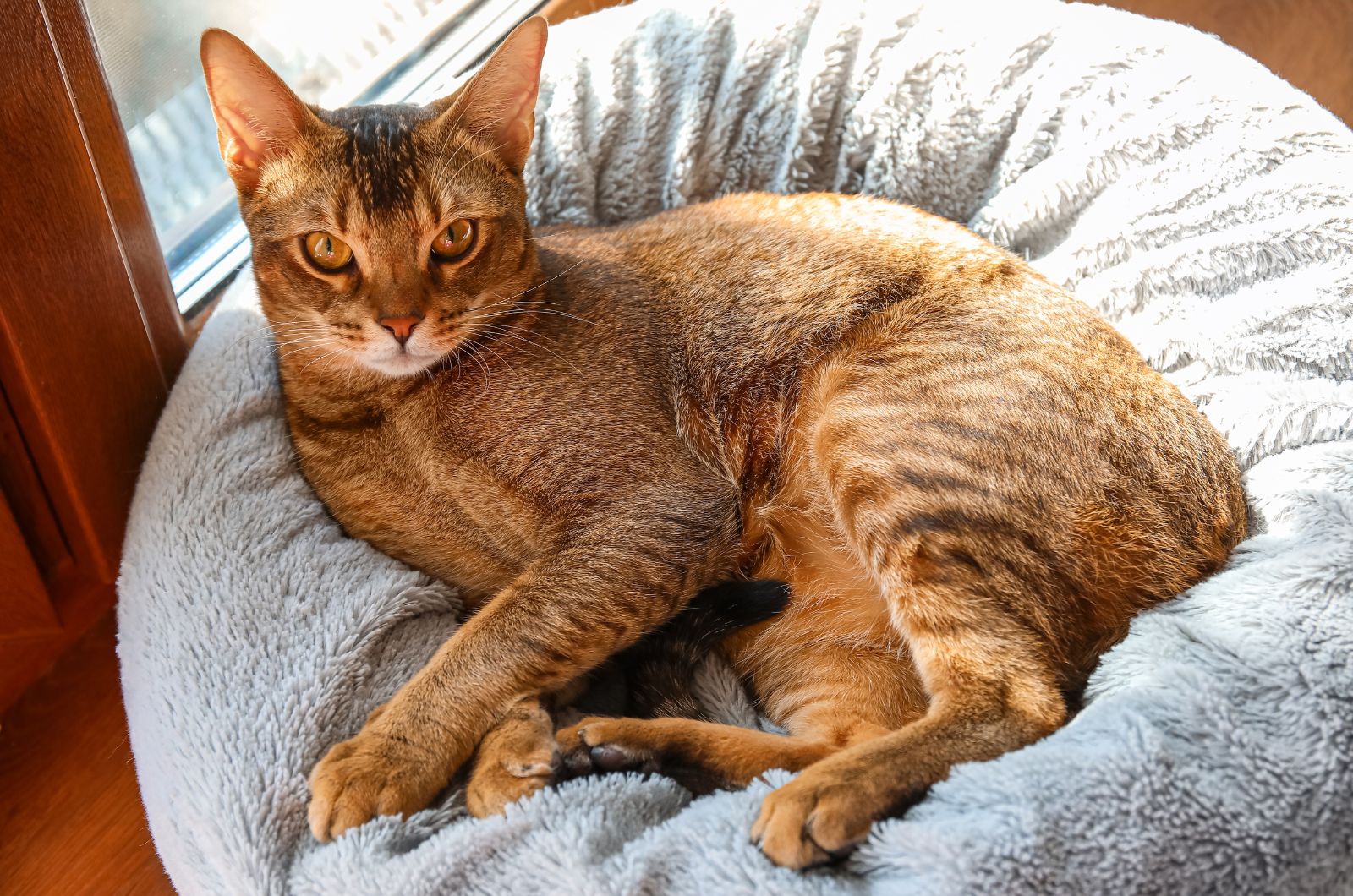 cat on big pillow