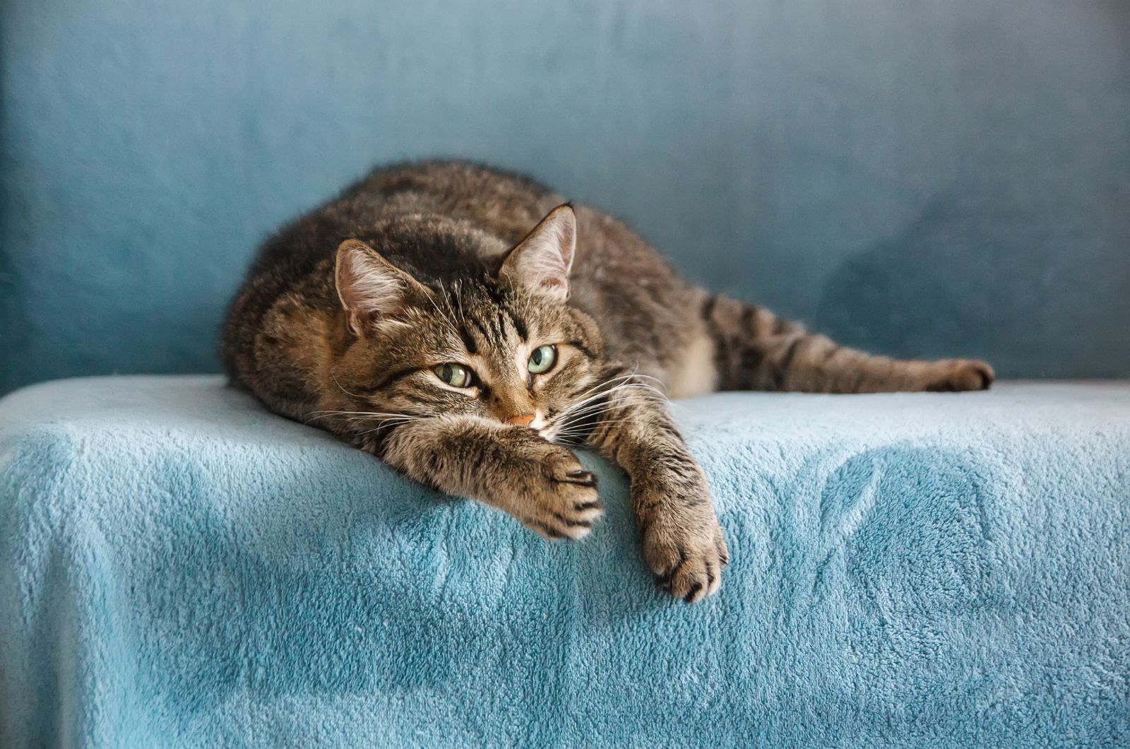 cat on blue blanket