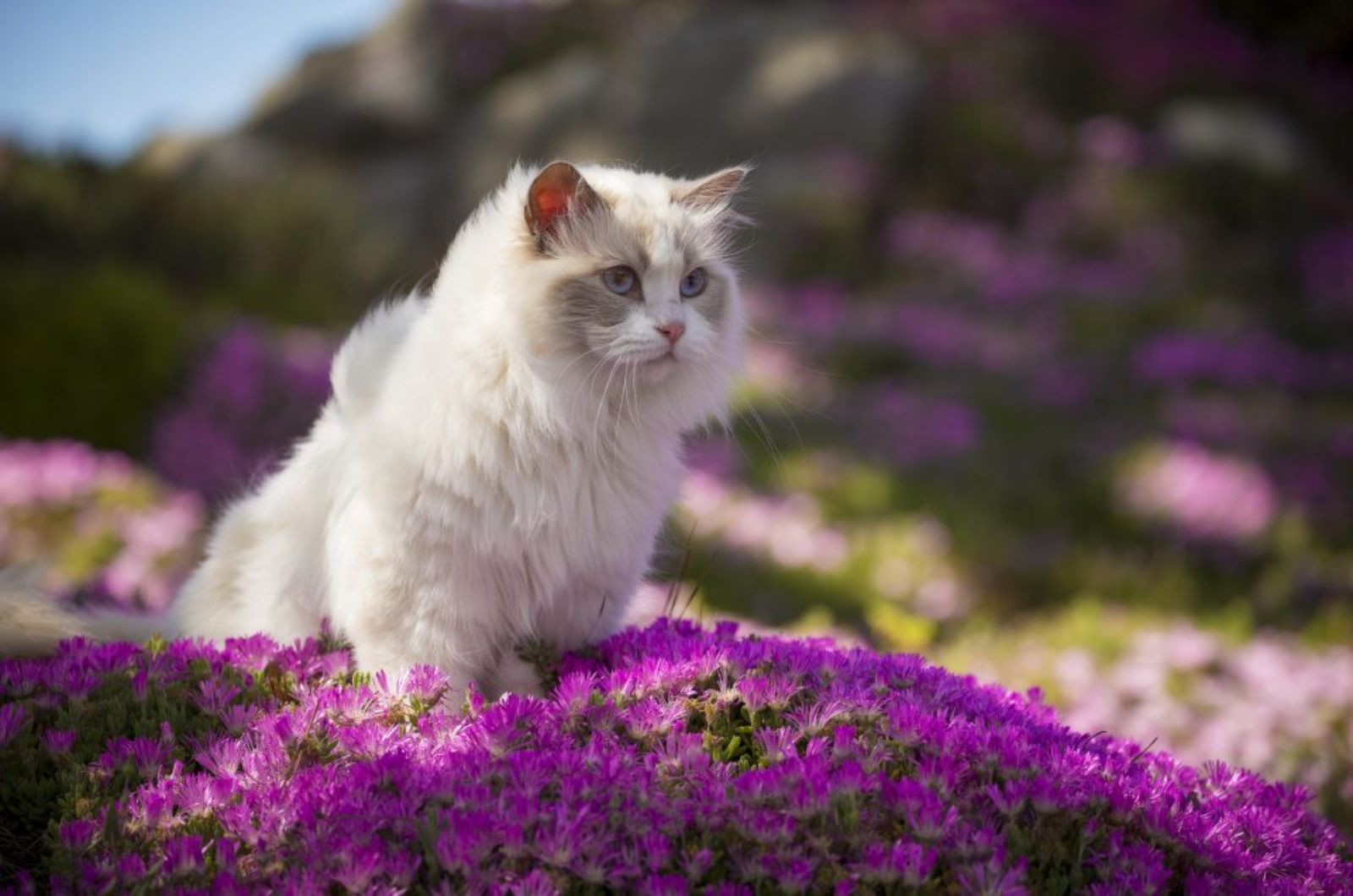 cat sitting in meadow