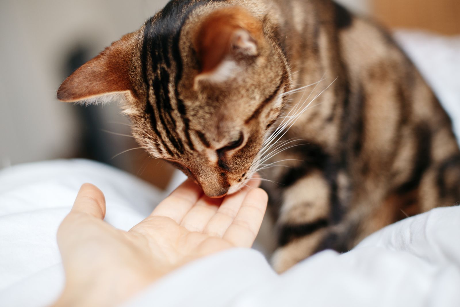 cat sniffing owners hand