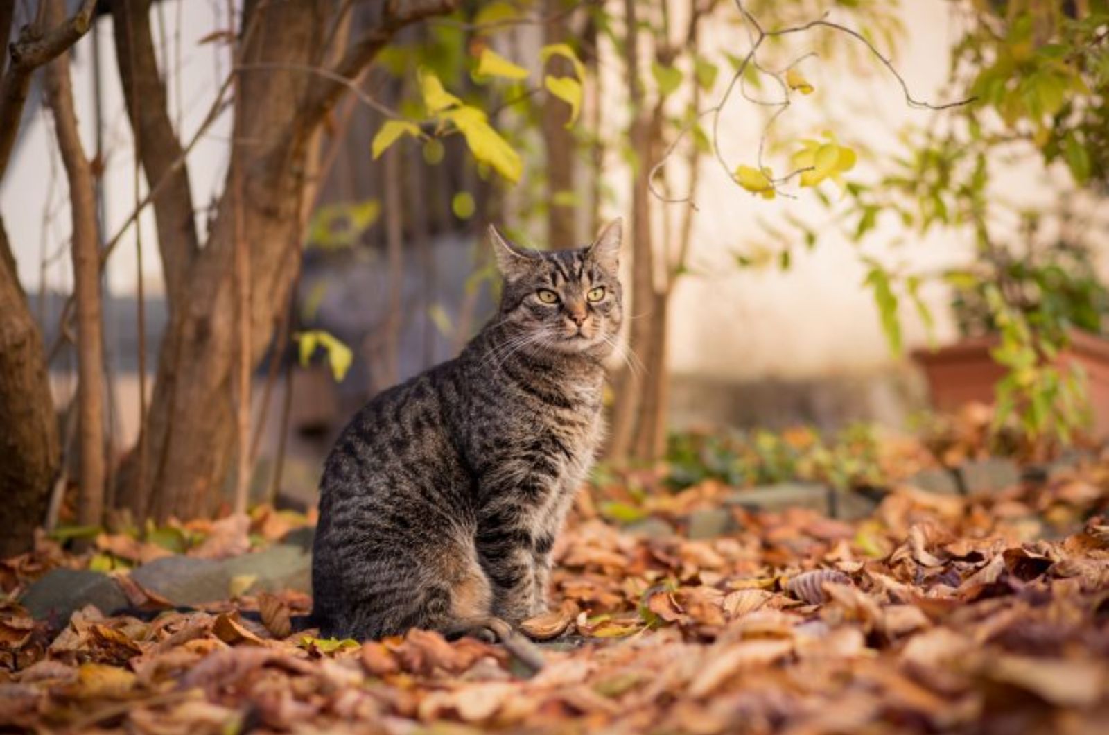 cat standing in leaves