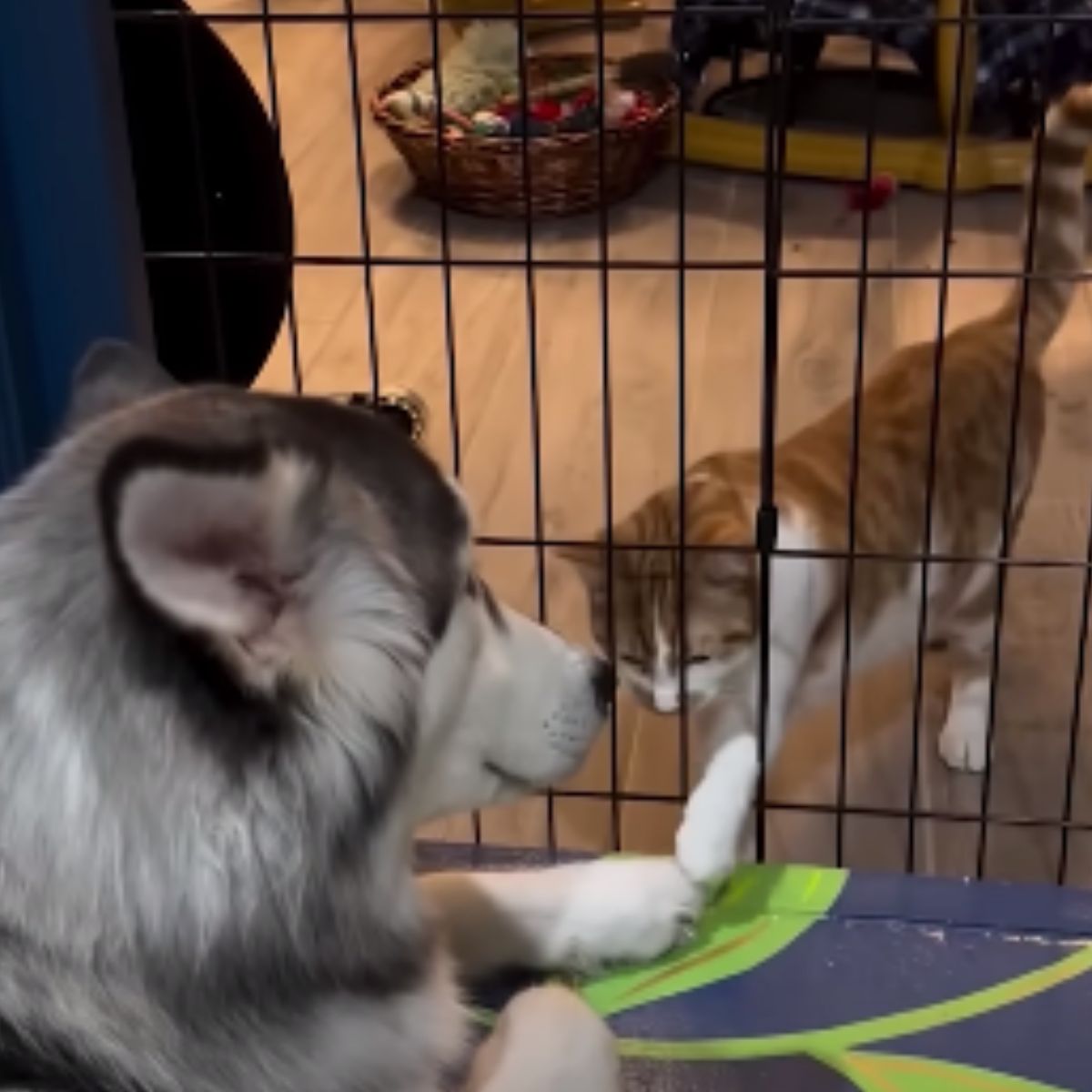 cat touching dogs paw