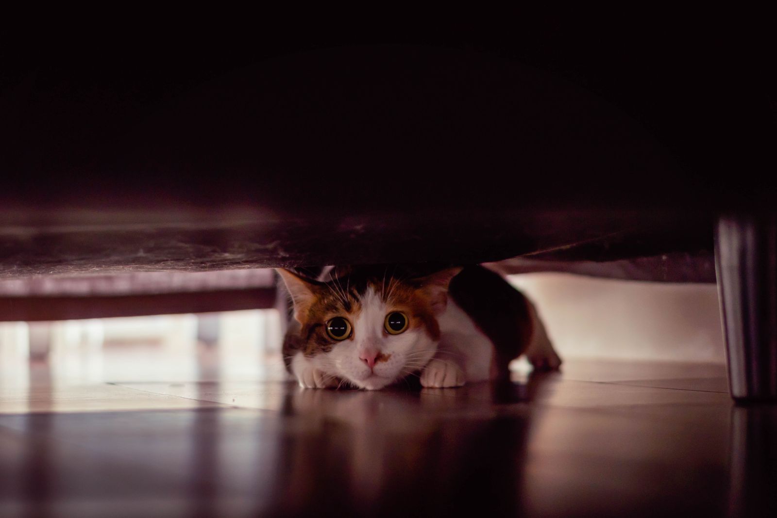 cat under bed