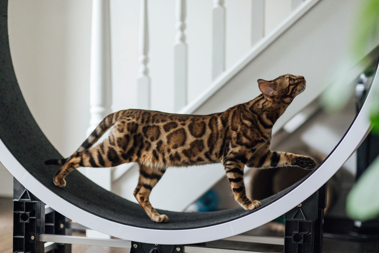 cat walking in wheel