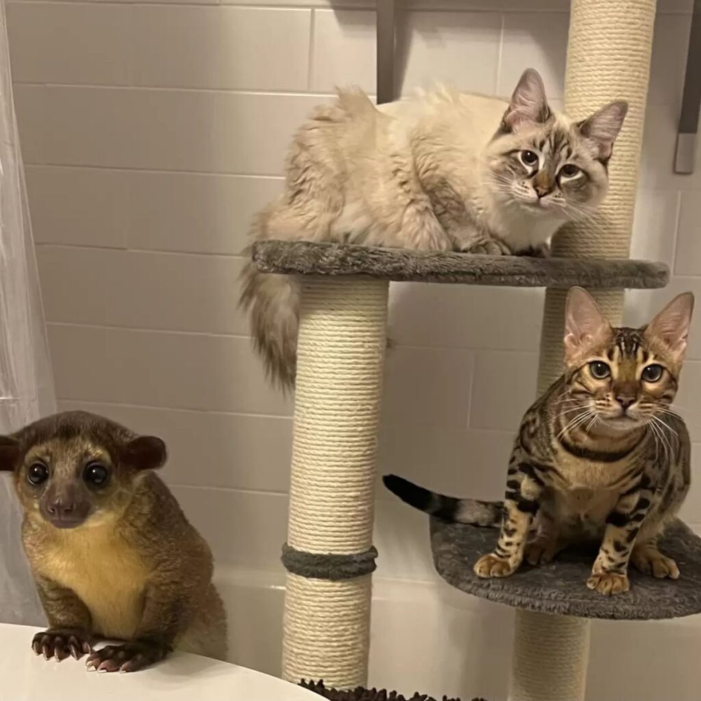 cats pose on a scratching post