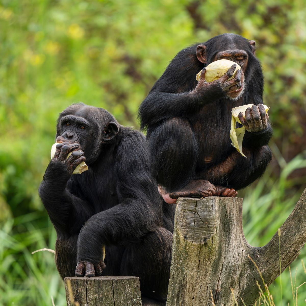 chimpanzees eating