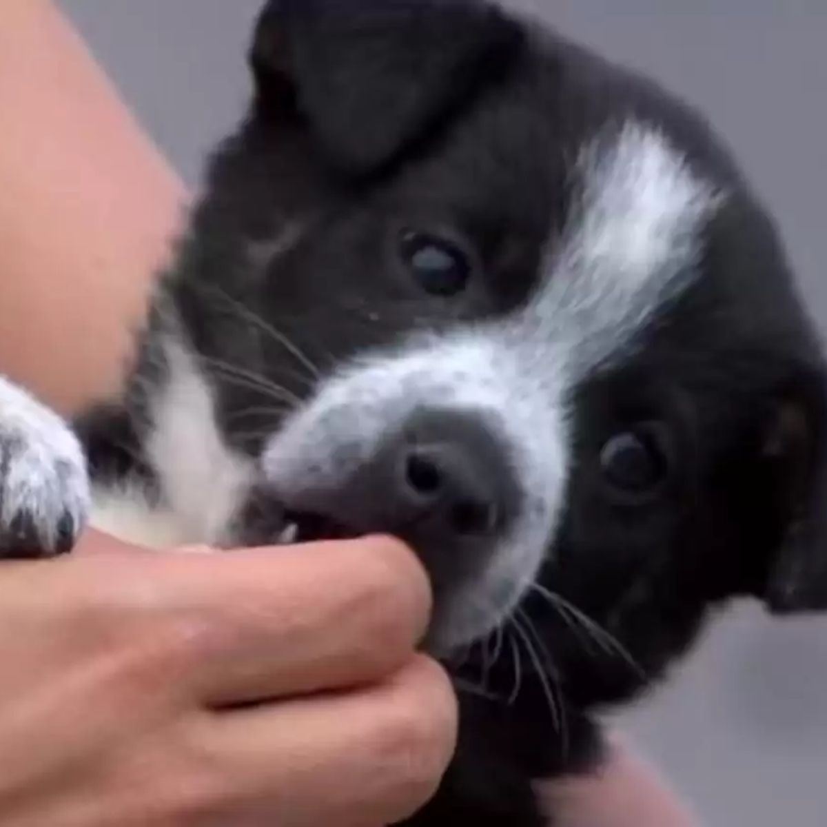 close-up photo of a puppy