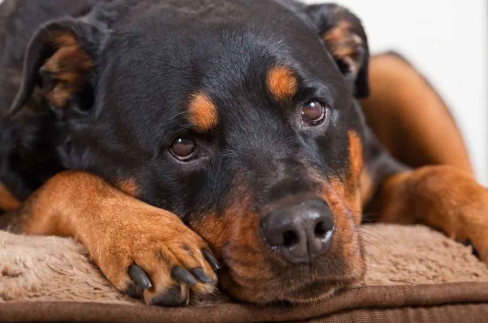 close-up photo of a sad dog