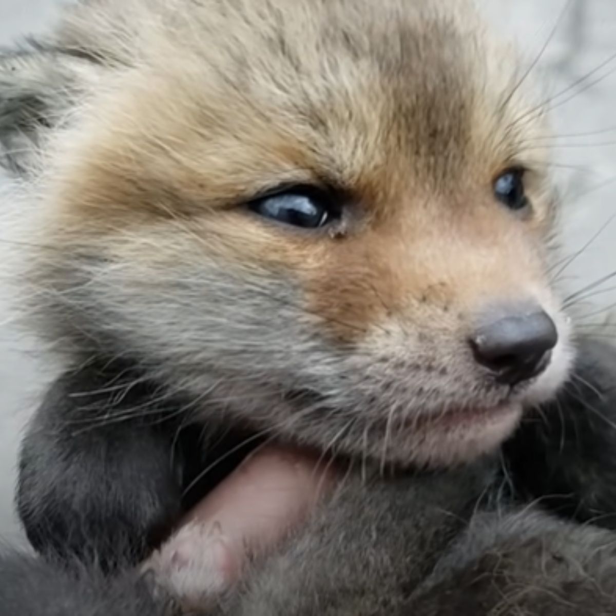 close-up photo of baby fox