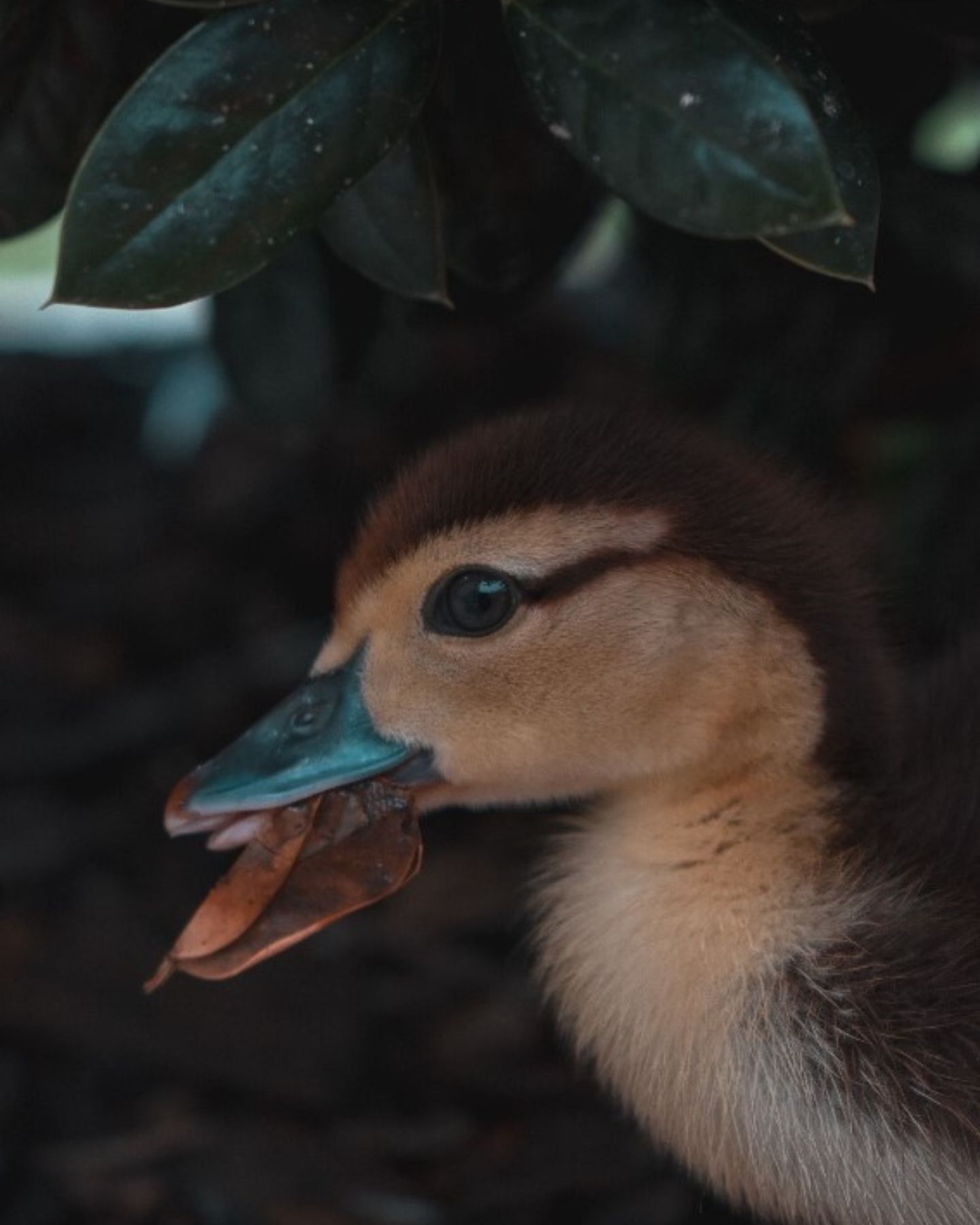 close-up photo of the duck