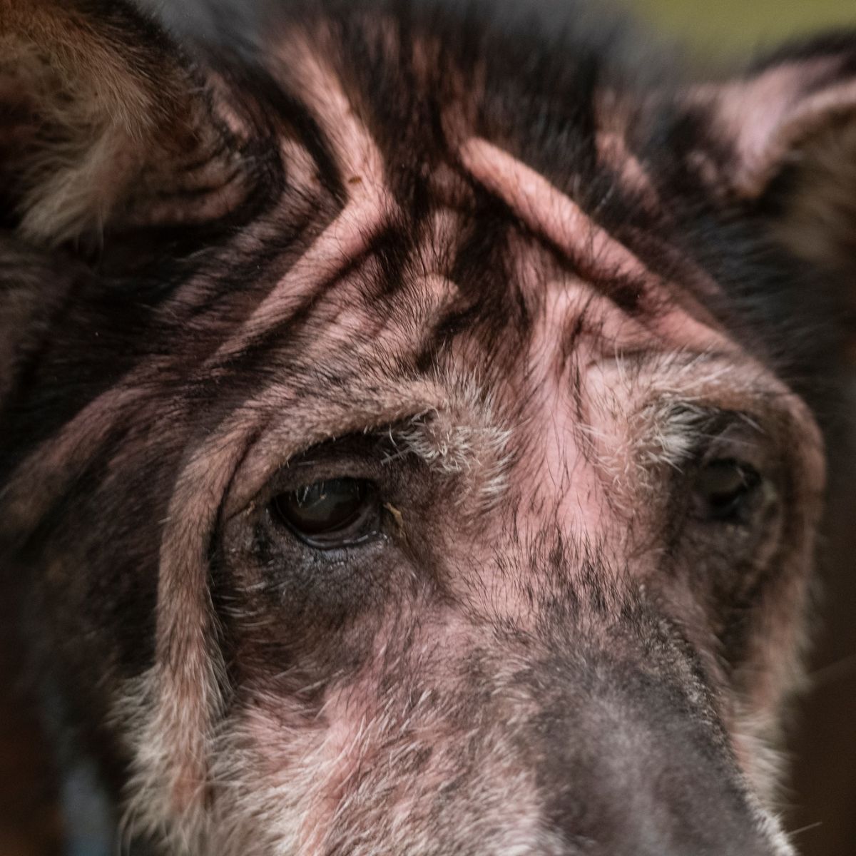 close-up photo of the senior dog