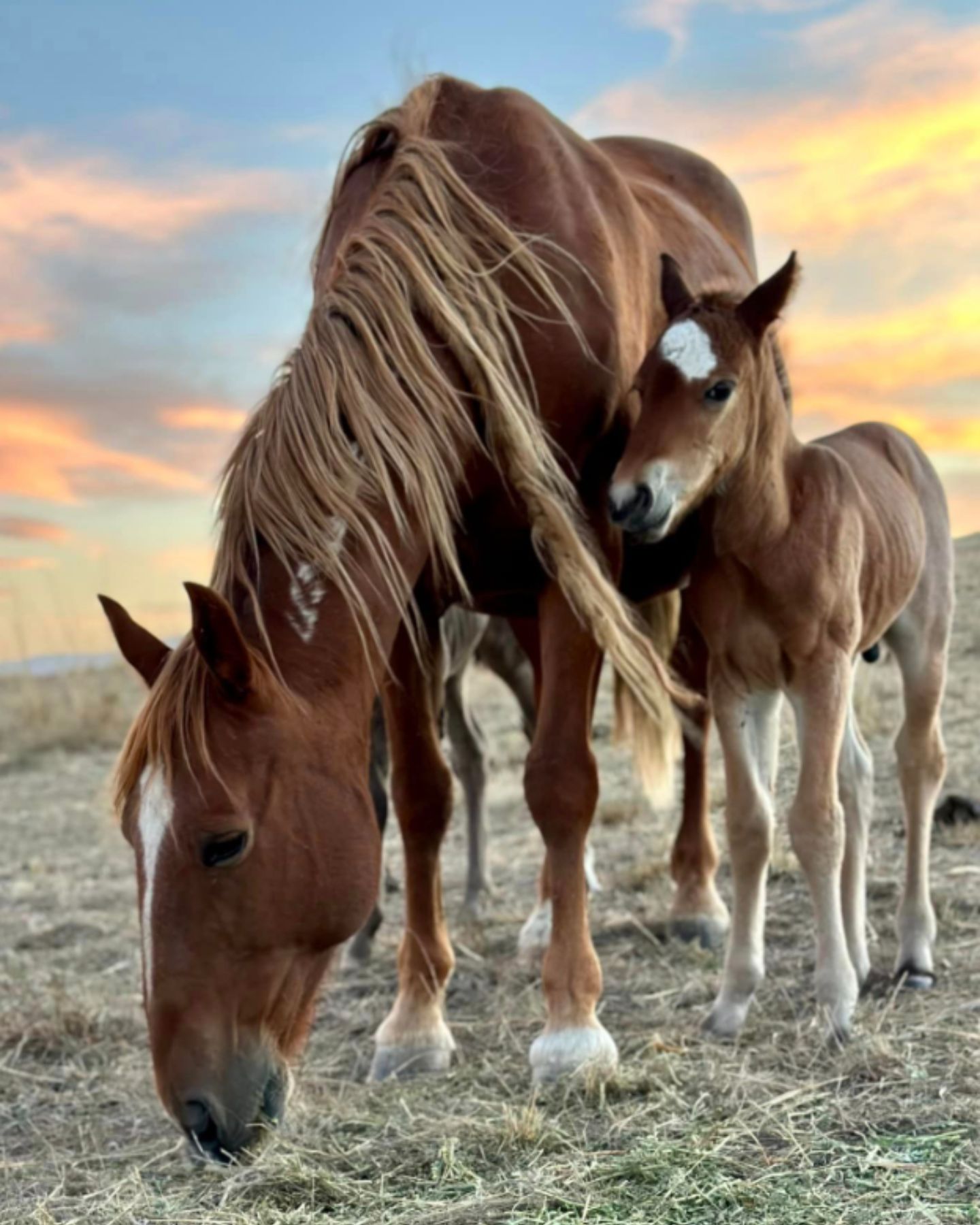 colt standing next to mare