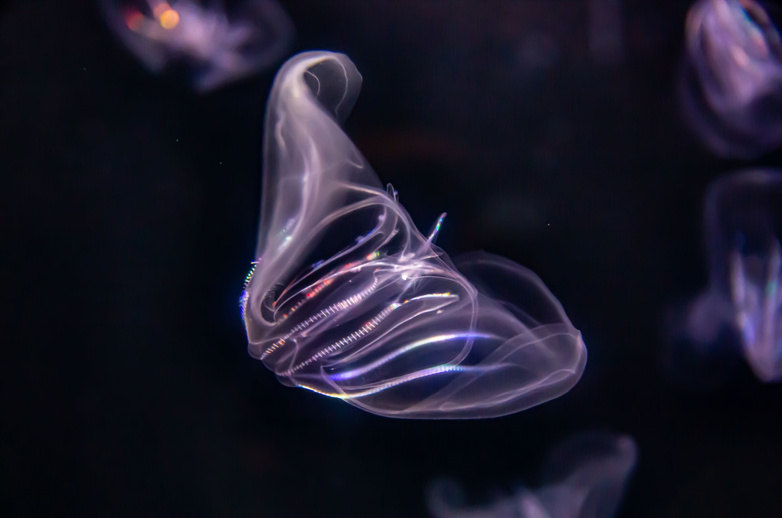 comb jellies