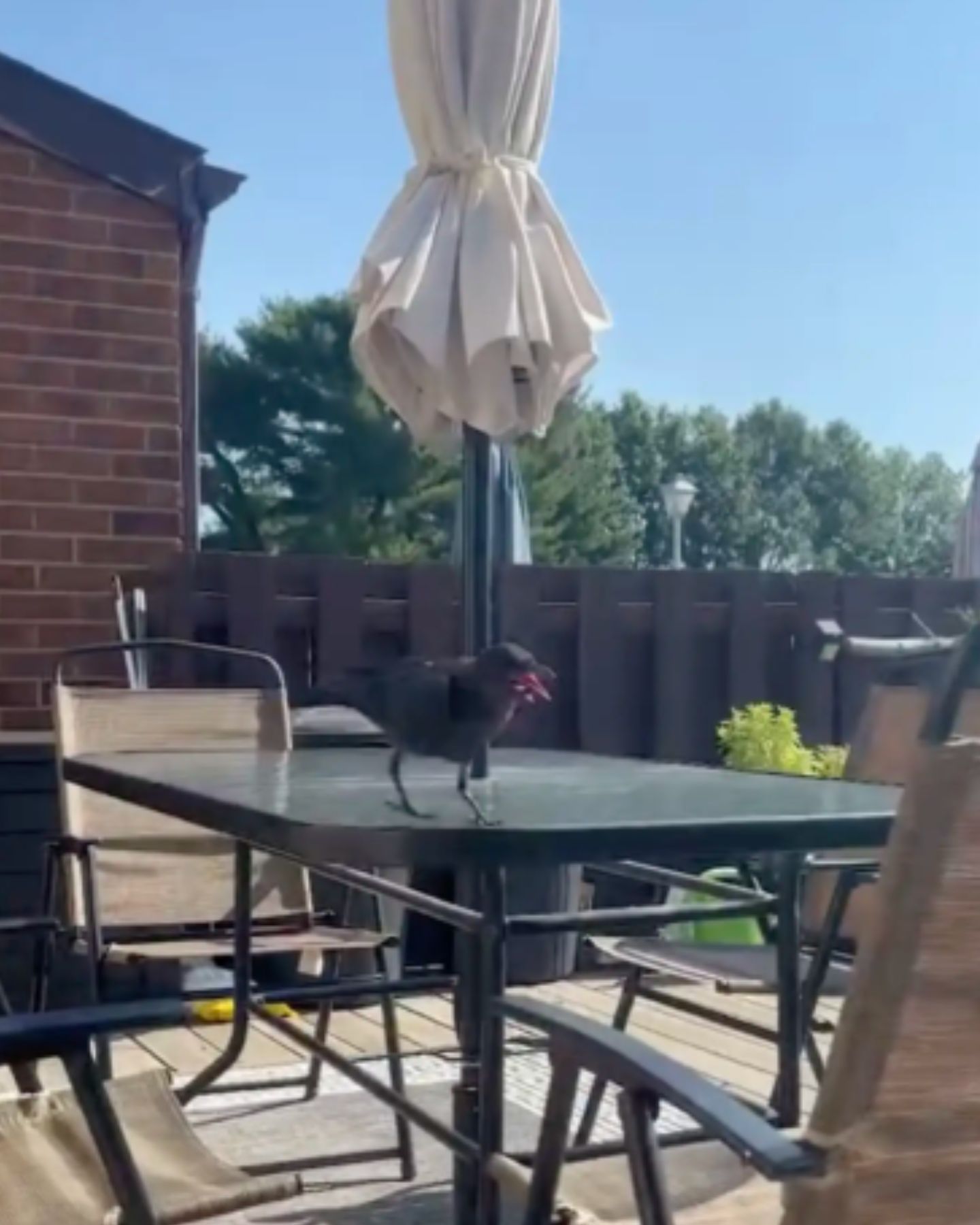 crow on a table